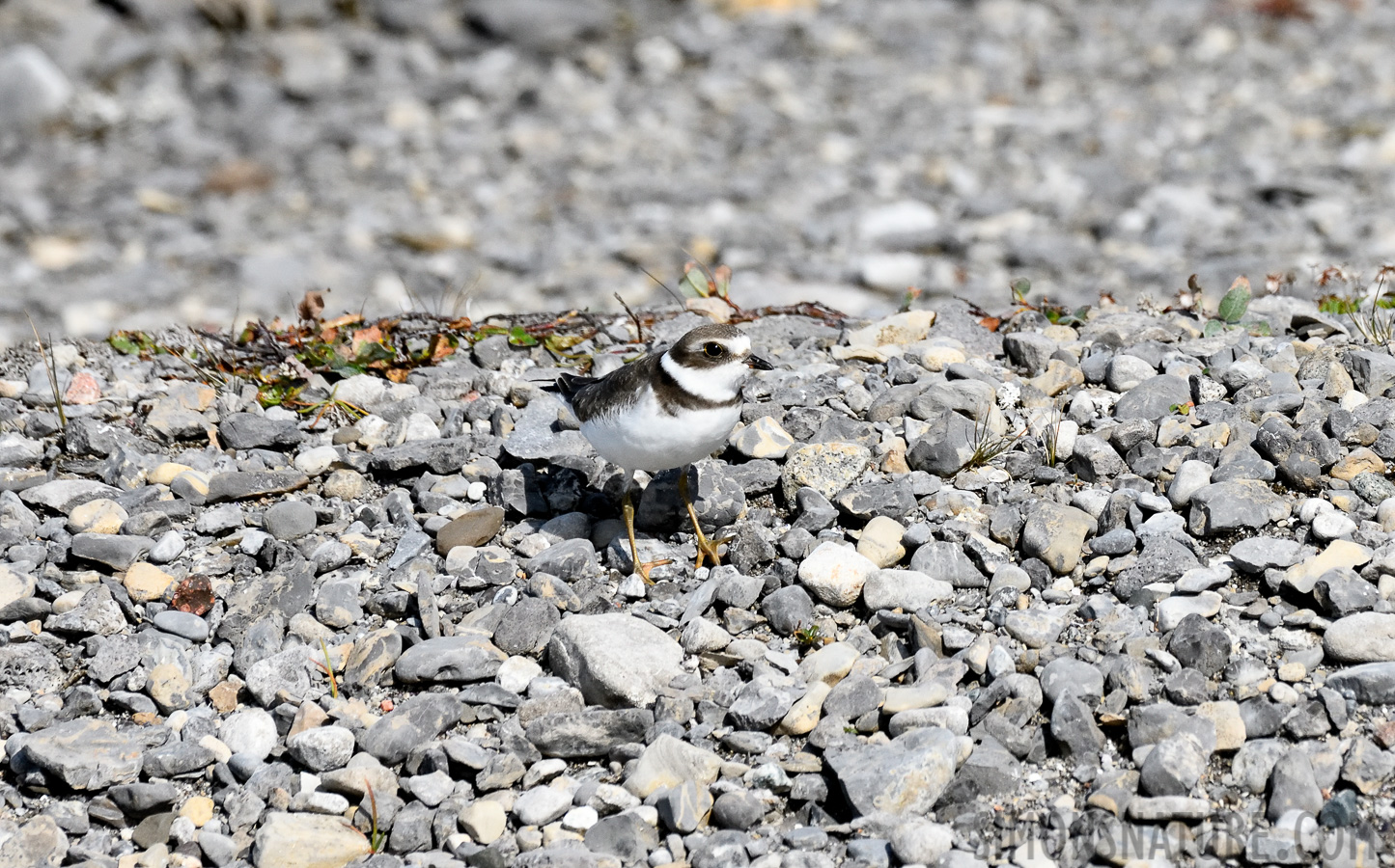 Charadrius semipalmatus [400 mm, 1/4000 sec at f / 8.0, ISO 1600]